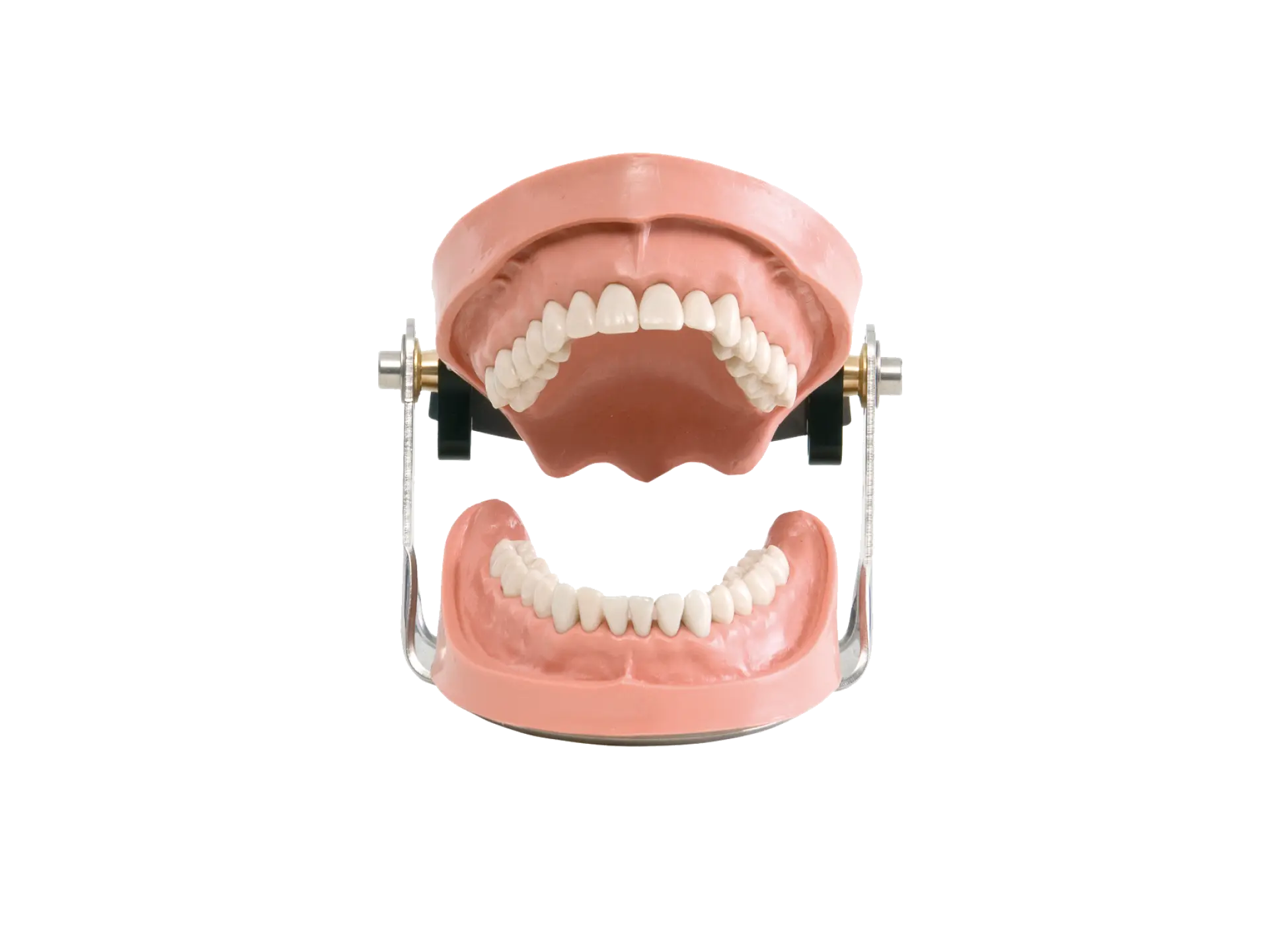 G20-Jaw-Simulator_transparent-1664px